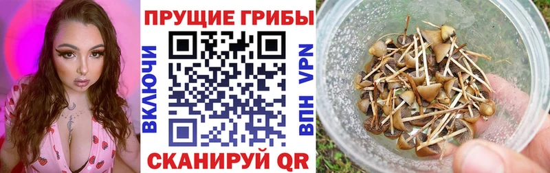 Галлюциногенные грибы ЛСД  Купить  Новомичуринск 